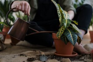tipos abonos plantas como elegir adecuado
