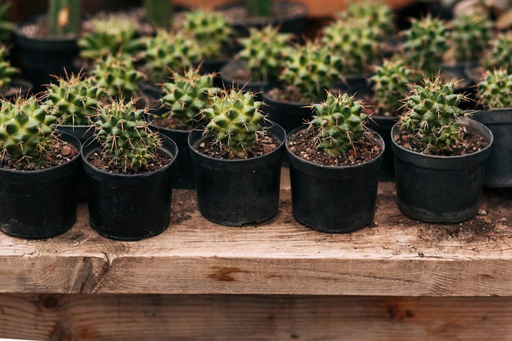 Cactus Cactus