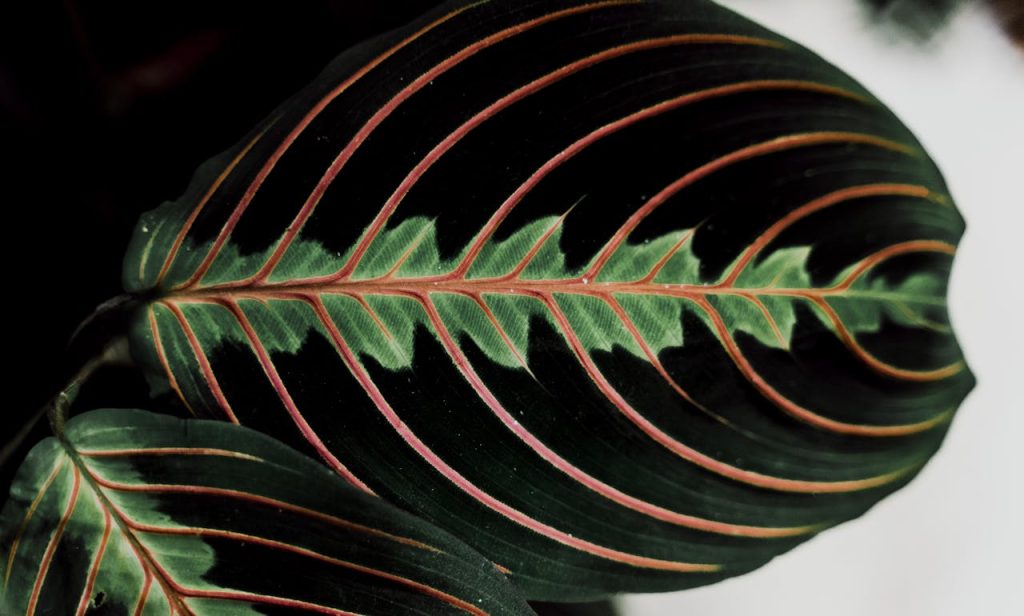 Calathea 2 Calathea