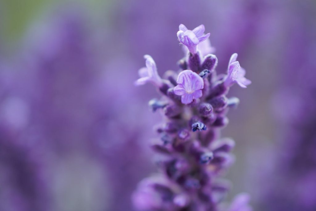 Lavanda 2 Lavanda