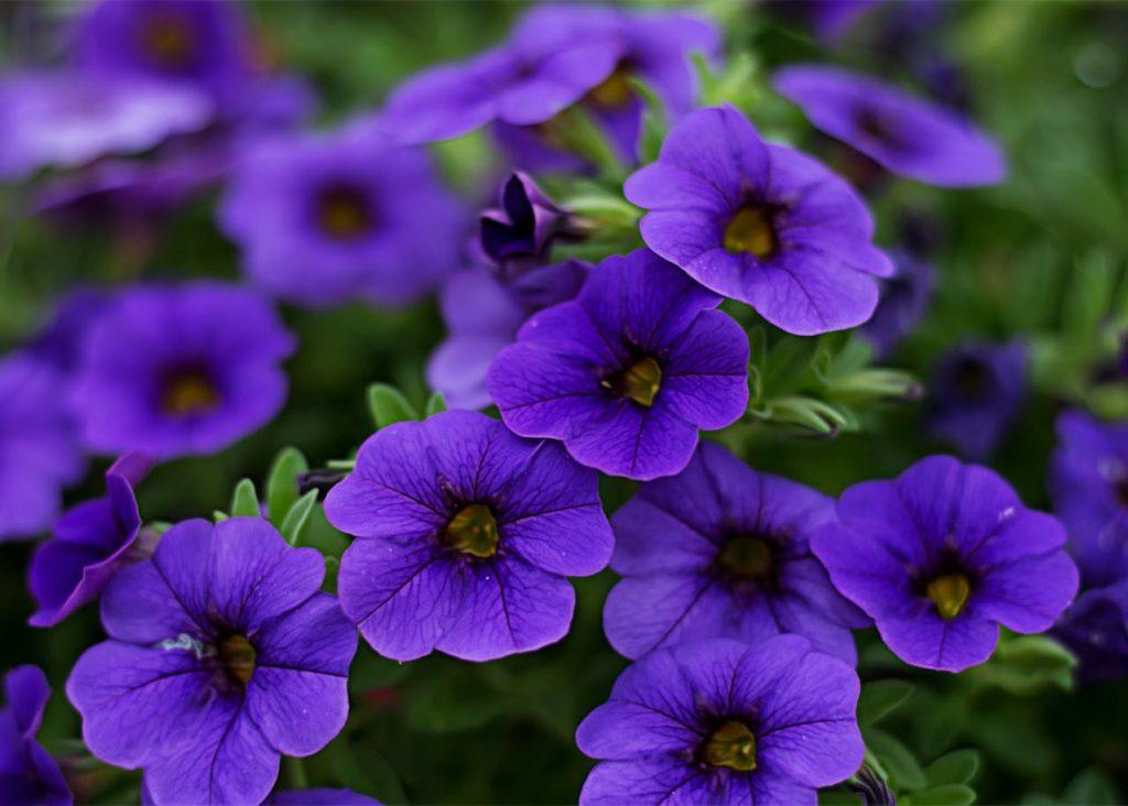 Petunia Petunia