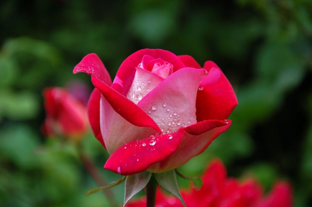 Rosas Rosas