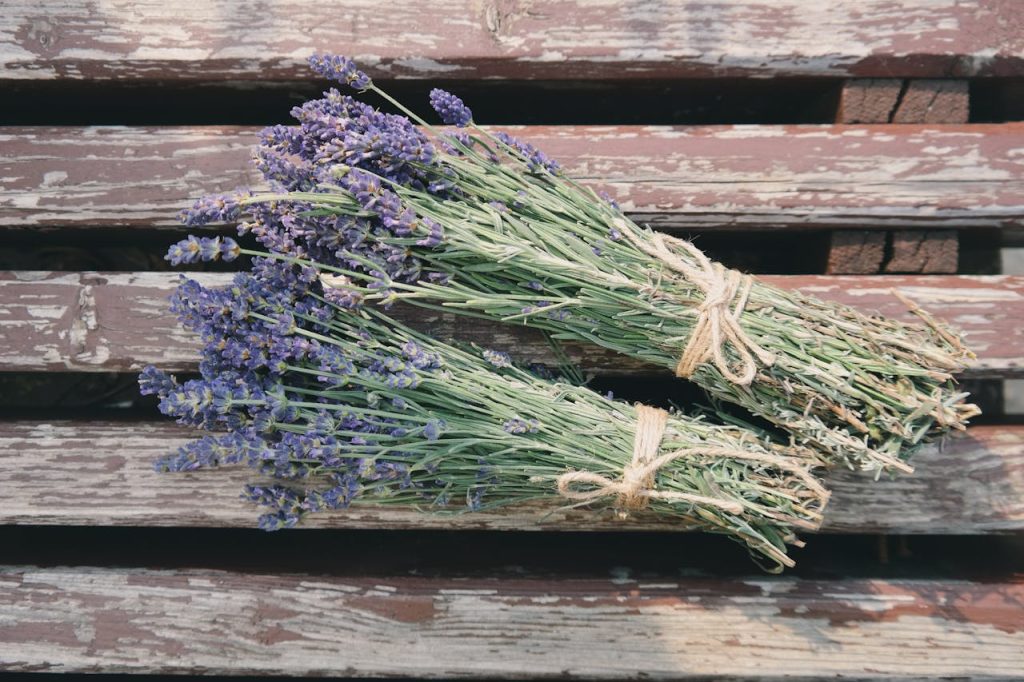 lavanda