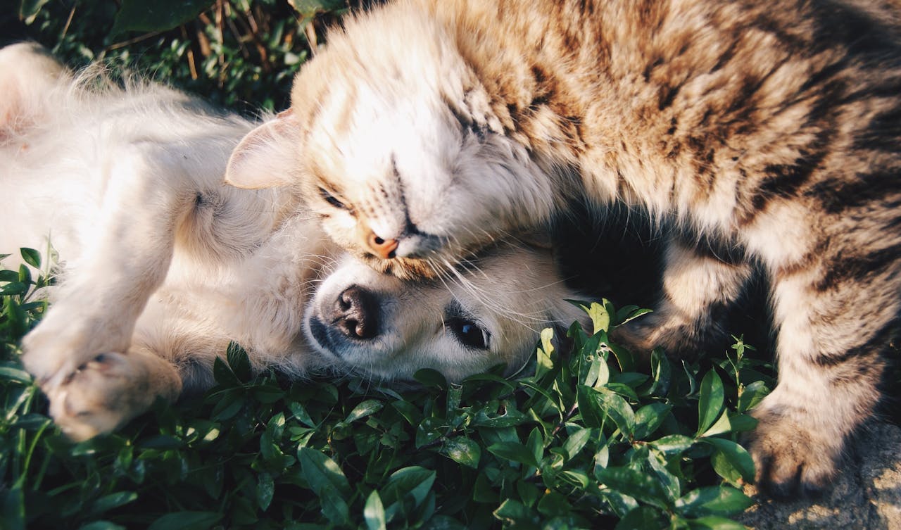 plantas no toxicas para gatos y perros plantas no tóxicas para gatos y perros