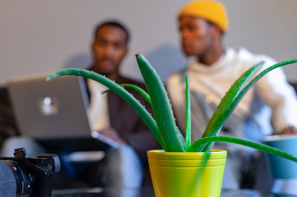 Aloe Vera 2 Aloe Vera
