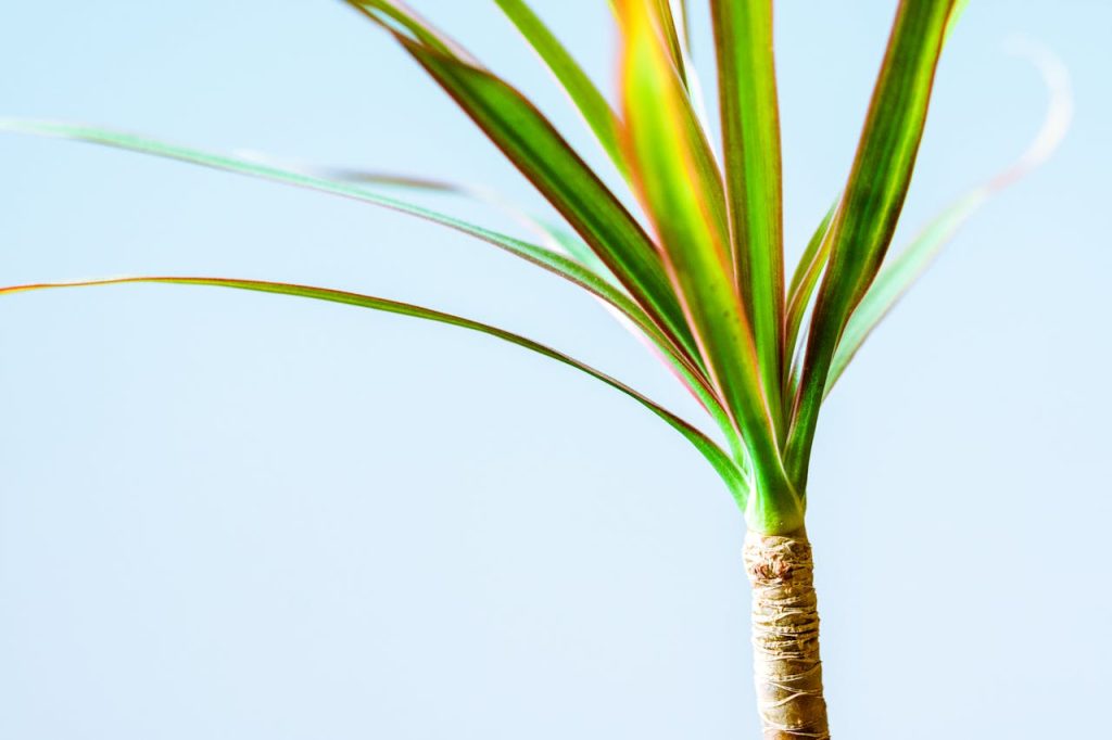 Dracena Drácena