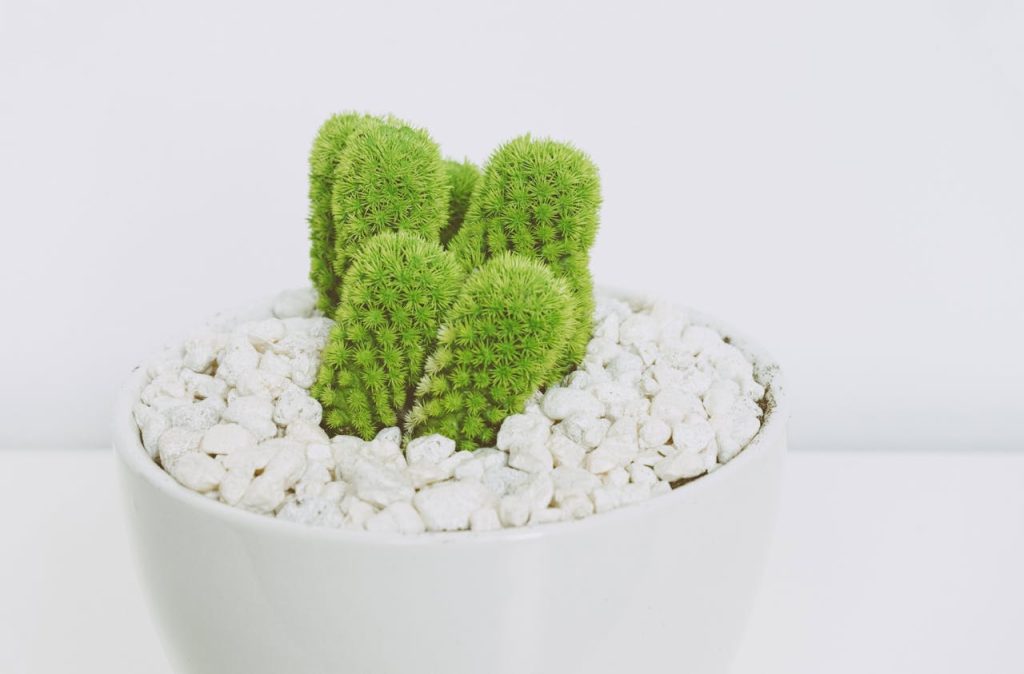 cactus 2 cactus