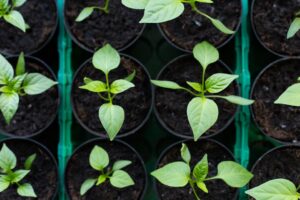 mejor epoca para trasplantar plantas de interior