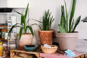 mejores plantas de interior que purifican el aire