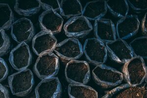 como elegir el mejor fertilizante para plantas de interior