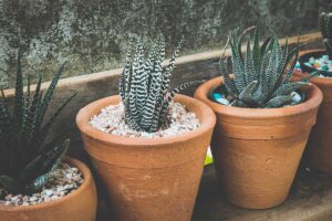 como elegir el mejor sustrato para plantas de interior