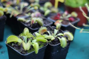cual es el mejor abono para plantas de interior