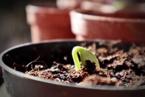 elegir la mejor tierra para plantas de interior