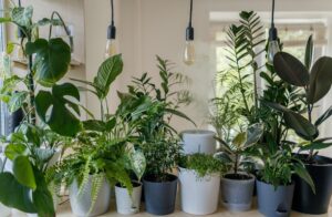 mejores plantas de interior resistentes grandes y faciles de cuidar