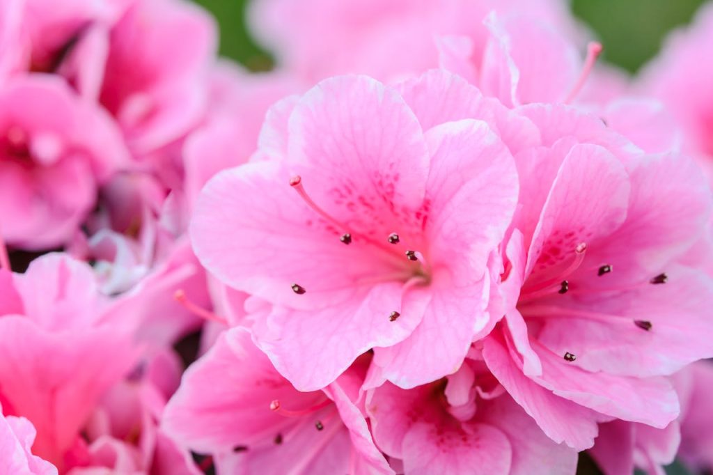 Azalea