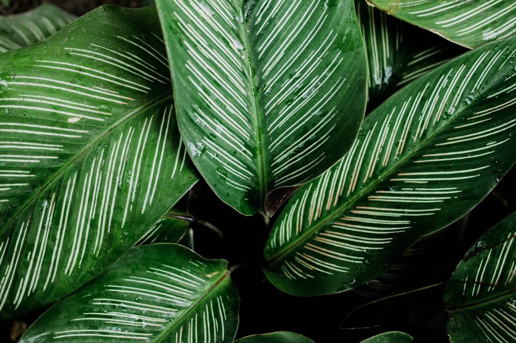 Calathea