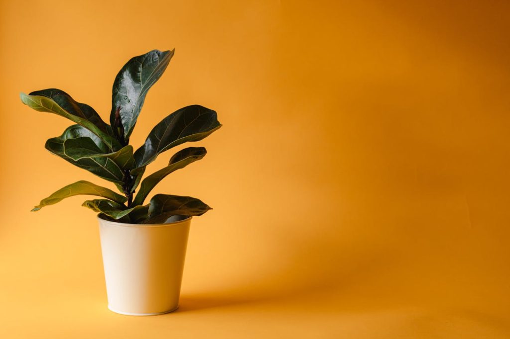 Ficus Ficus