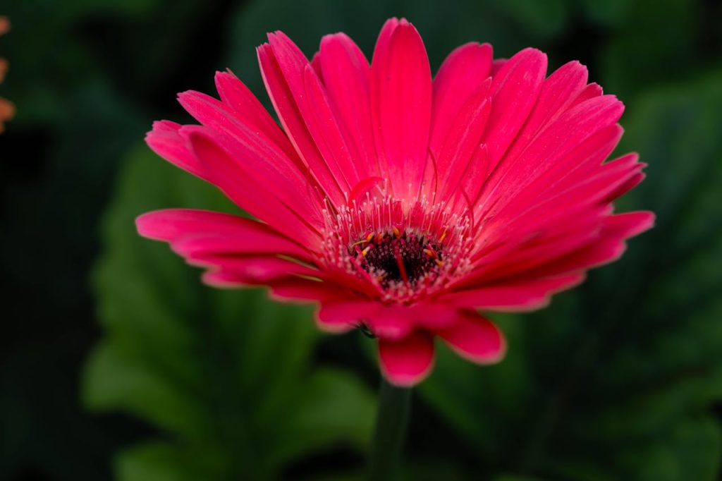 Gerbera