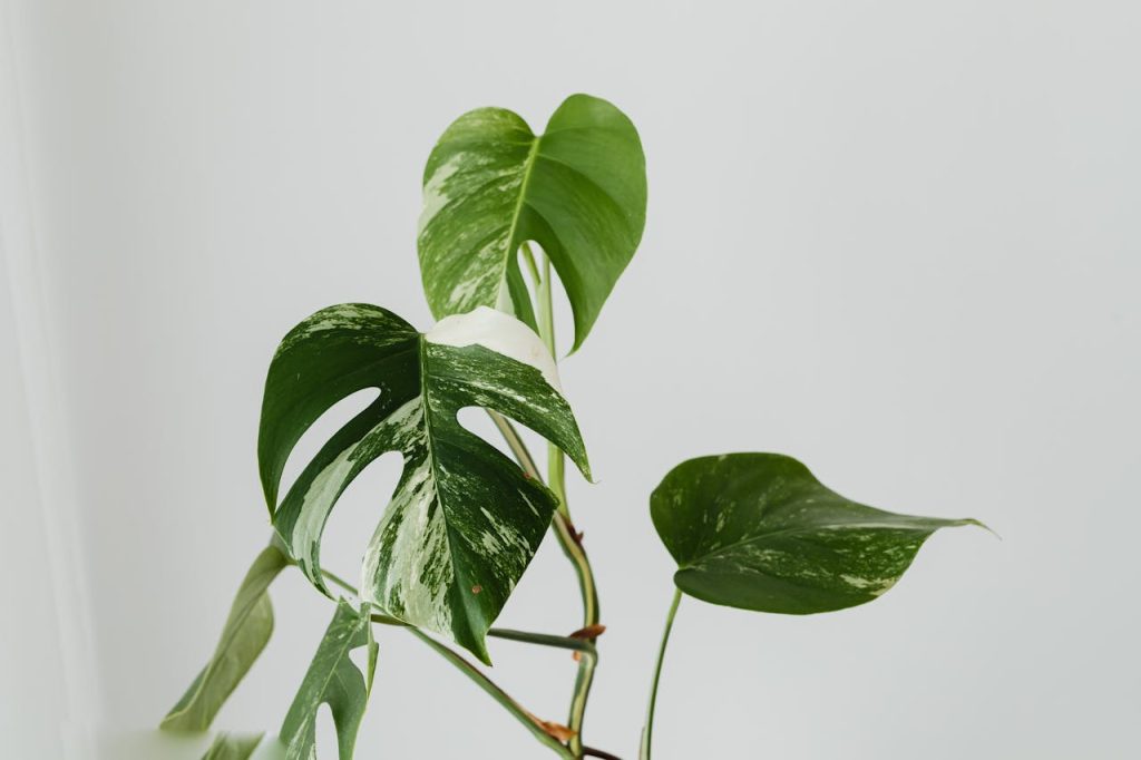 Monstera