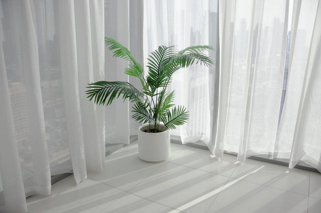 Palmera Areca