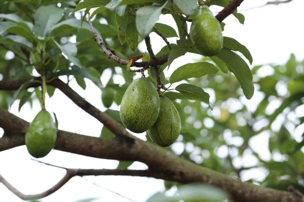 aguacate arbol aguacate árbol