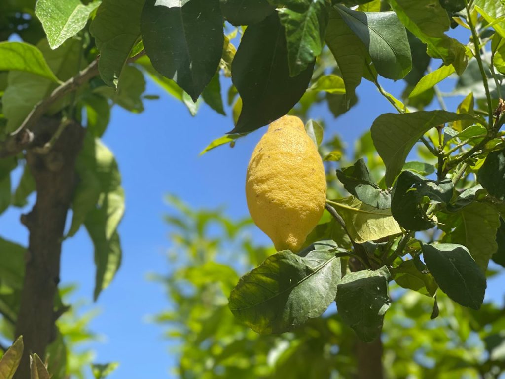 limon arbol limón árbol