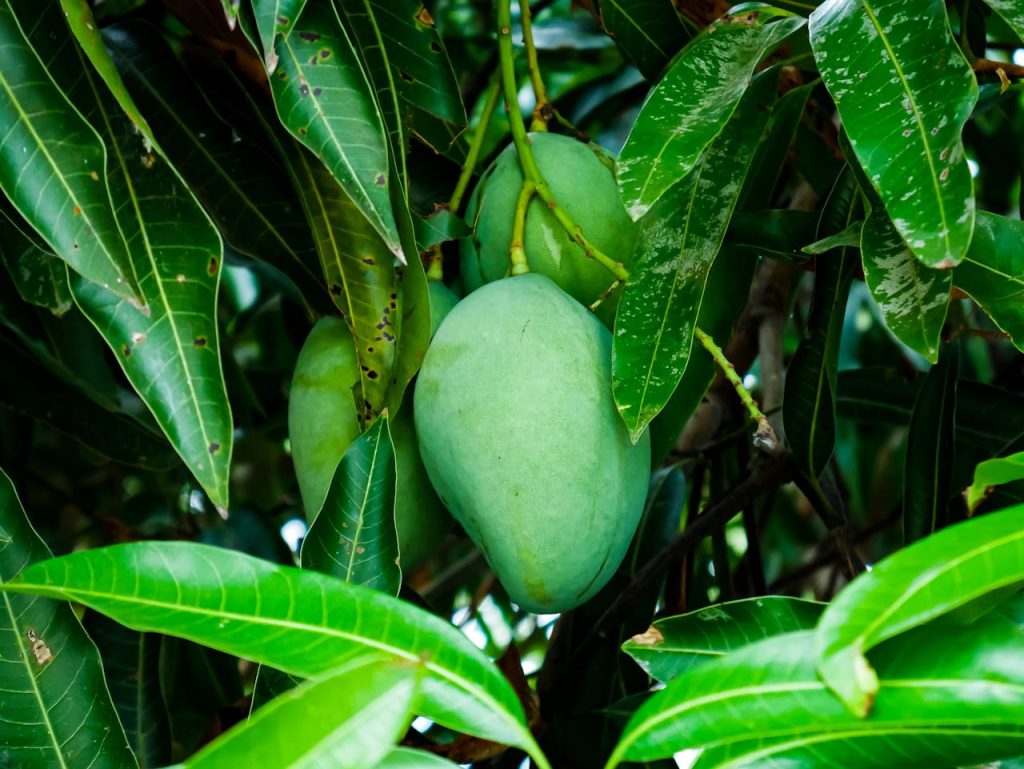 mango arbol mango árbol