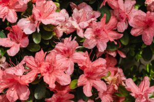 mejores plantas de sombra para exterior y jardin