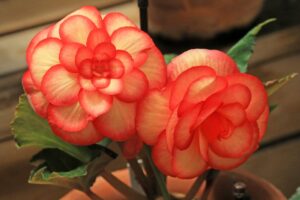 plantas de interior con flor para decorar una casa