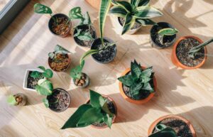 plantas de interior resistentes y faciles de cuidar