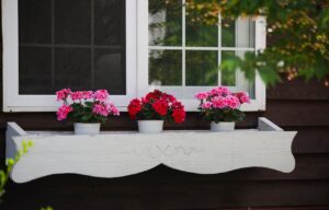 Las mejores plantas que florecen todo el año