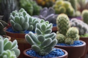 top 10 de las mejores plantas de interior pequenas