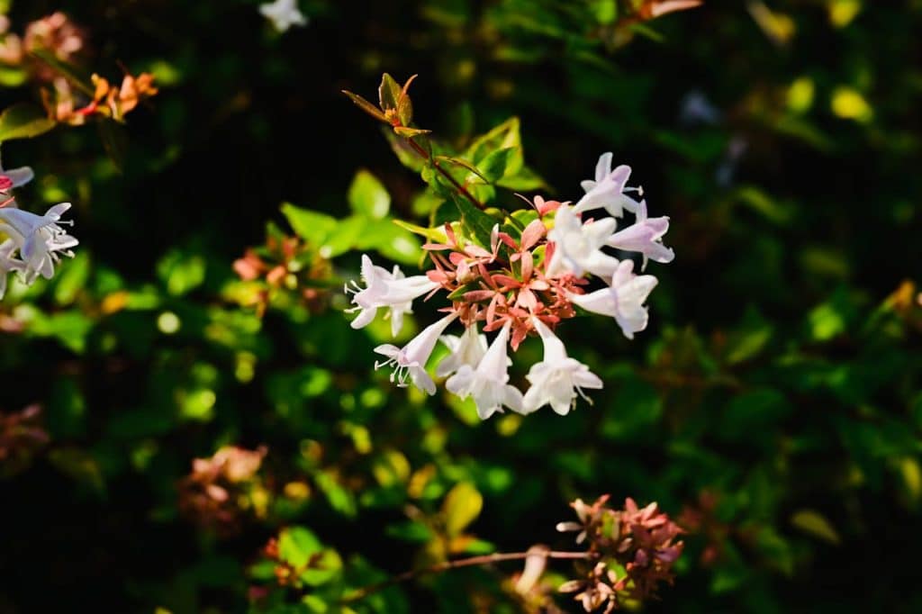 abelia resistente