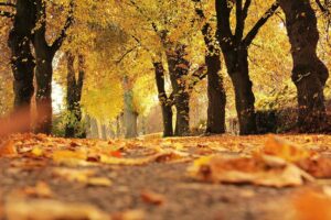 arboles mas bonitos del otoño