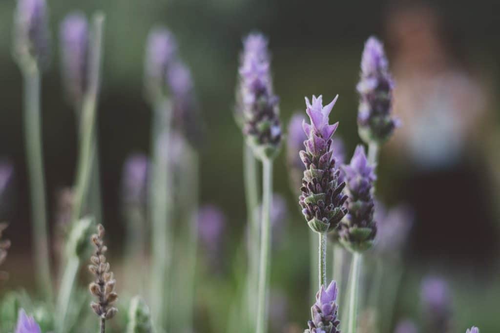 lavanda resistente
