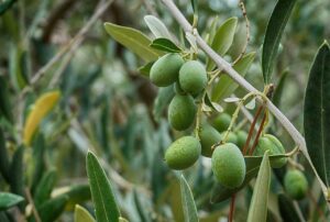 los arboles frutales mas rentables