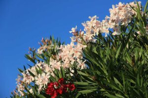 plantas de exterior resistentes al sol y que necesitan poca agua