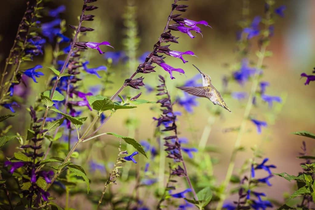 salvia resistente