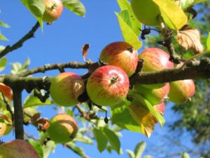 arboles frutales mas faciles de cultivar