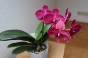 Como y cuando transplantar una orquidea