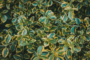 Cuidados del Euonymus