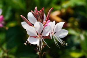 Cuidados Gaura Lindheimeri