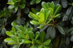 Cuidados del Pittosporum Tobira