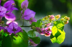 Cinco plantas trepadoras con flor para el jardín