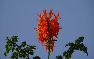 Cuidados de la bignonia capensis