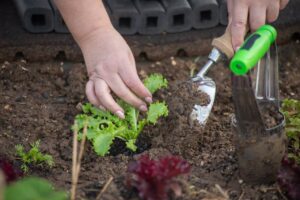 ¿Qué plantar en septiembre en el huerto?