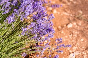 Top 7 plantas de exterior resistentes al calor