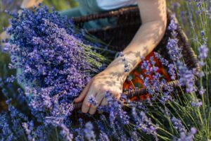 5 plantas repelentes de insectos