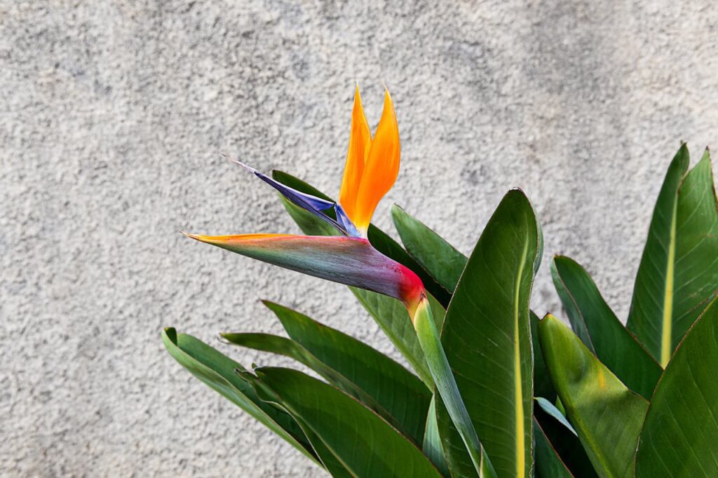 Cuidados de la Strelitzia