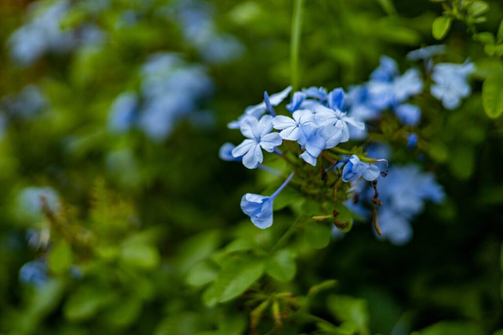 Cuidados del Plumbago Capensis
